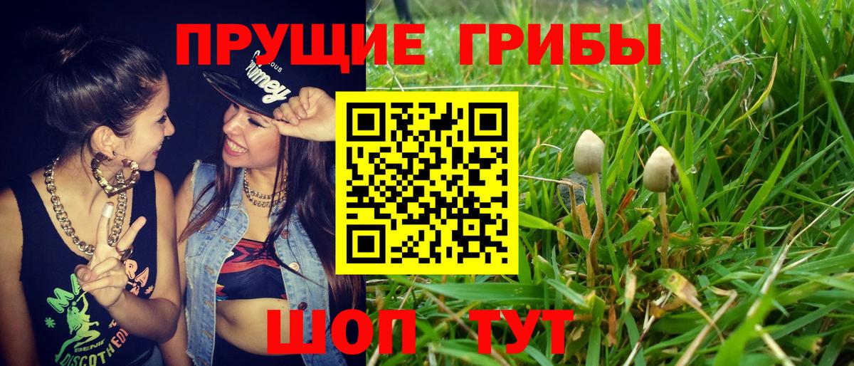 Галлюциногенные грибы Psilocybe  купить наркоту  Новошахтинск  Вход с VPN 